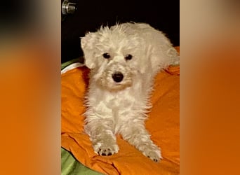 Weiße Zwergschnauzer Welpen nicht haarend reinrassig