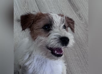 Weiblicher Jack Russell Terrier zu verkaufen