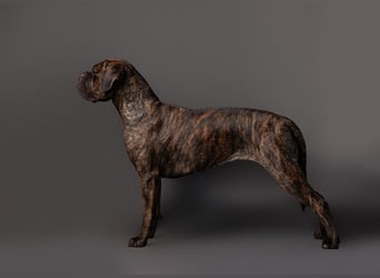 Wir erwarten Cane Corso Italiano Welpen