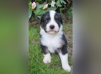 Mini Aussie Welpen Miniatur Australian Shepherd Welpen Welpe