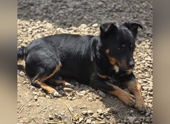 Kleiner FIDO sucht sein Zuhause!