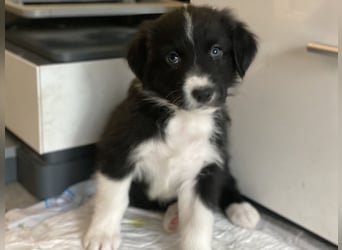 Diese süßen Australian Shepherd Welpen
