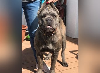 Cane Corso Italiano Welpen