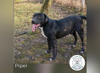Piper: verdient eine zweite Chance