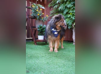 Buddy-SR, möchte dein Freund werden