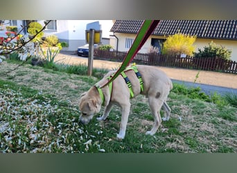 Knutschkugel Remo sucht seine Menschen!