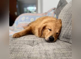Buffy braucht ein fröhliches Zuhause