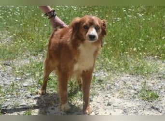 Vagabundo, einer von zwölf zurückgelassenen Hunden sucht ein neues Zuhause