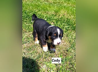 Appenzeller Sennenhund Welpen