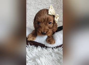 Wunderschöne Cockapoo-Welpen