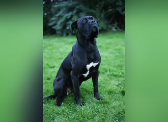 Reinrassige Cane Corso Welpen