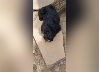 2 putzmuntere Aussiedoodles
