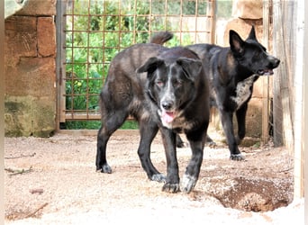 Leyka auf Pflegestelle in 88410 Bad Wurzach sucht ein Zuhause