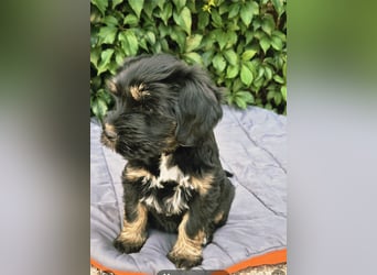 " wir dürfen ausziehen " bezaubernde Tibet Terrier Welpen aus liebervoller Zucht..