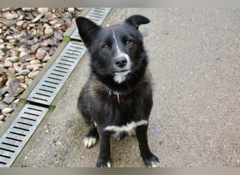 Freundlicher LEWI ist ein absoluter Gute-Laune-Hund