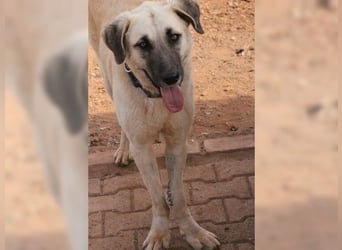 Bodhi, ein Engel auf 4 Beinen