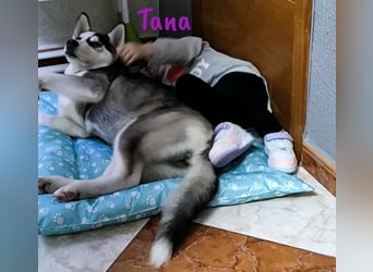 Tana geb. 11/2024 (ESP) - neugierige und sportliche, wunderschöne Husky Junghündin!