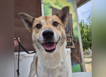 Iuko - lebensfroher Hundejunge sucht Körbchen. bei liebevollen Menschen