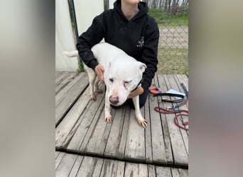 Angel sucht Herzensmenschen