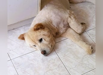 Chow-Chow Mädchen *Natascha* sucht das richtige Zuhause