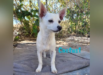 Cactus1 01/2024 (ESP) - verspielter, kleiner Chihuahua-Mix!