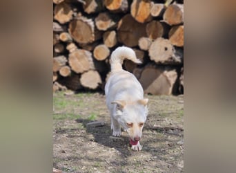 Kleine Prinzessin *ANNA* sucht Familienanschluß
