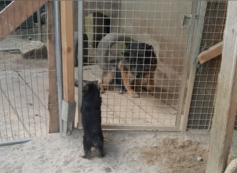 Wunderschöne Schäferhundwelpen  suchen Ende Juni ein schönes zu Hause1