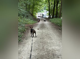 Vermittlungshilfe für Paul ❤️