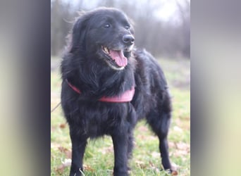 OldLady ZIVA❤️sanfte, ruhige und verschmuste Seelenhündin