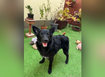 Fiona SR– Kleine Entdeckerin sucht liebevolles Zuhause
