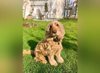 Charlotte - gelehrig und intelligent