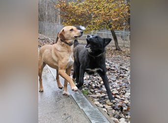 Zauberhafter LEWI - Herzenshund, Knutschkugel und Zuckerbub