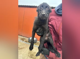 Frutti, geboren 10.12.2024, 29cm sucht ihr Zuhause