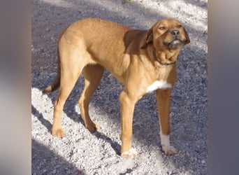CHICA, Hündin, Boxer-Rhodesian Ridgeback-Mix, geb. ca. 09.2017, SH: ca. 55 - 60 cm, TH Sierra Nevada