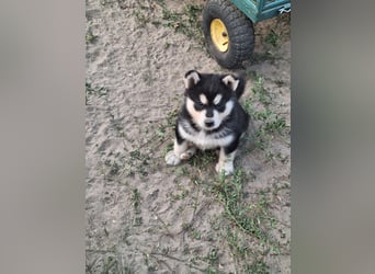 Welpen Alaska Malamute- Husky Mix