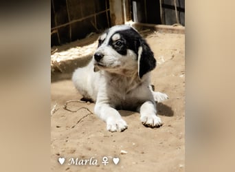 Marla sucht ab  September ein Zuhause