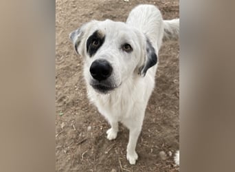 Popcorn, geb. ca. 09/2023, lebt in GRIECHENLAND, auf einem Gelände, auf dem die Hunde notdürftig ver