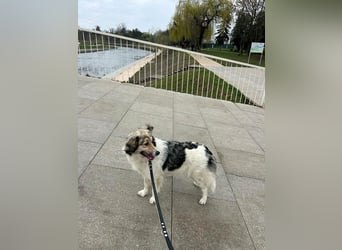 Süße Melindi sucht ihr eigenes Körbchen
