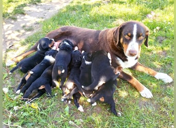 Appenzeller Sennenhund Welpen