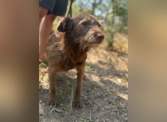 KOKO - ein total goldiges Mädchen sucht ein Zuhause