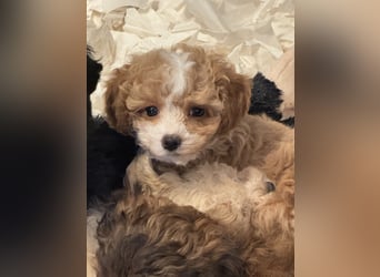 Schocolade farbige sehr schöne Welpen Maltipoo/mini Doodle