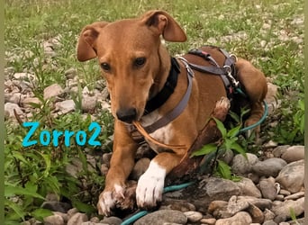 Zorro2 geb. 02/2025 (in Deutschland) - lebensfroher, aktiver Podenco-Bodeguero-Mix Welpe!