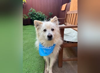 Mishka SR – sanfter Schneebär sucht ruhiges Zuhause