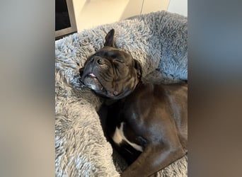 OEB Boxer Mix Nero aus schlechter Haltung