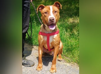 Julien, American Staffordshire Mischling