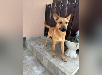 Kubu, geb. 01.06.2024, 40 cm, sucht ein Für-Immer-Zuhause
