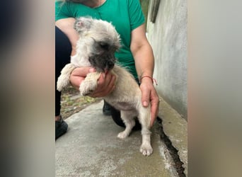 Sugar, geboren 01.05.2025, 21cm sucht ihr Glück