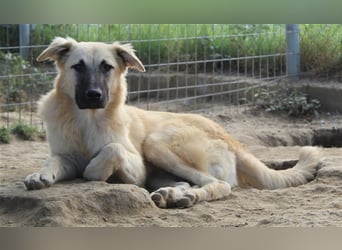 Arlo, geb. ca. 02/2023, lebt in GRIECHENLAND, im städt. Tierheim Serres