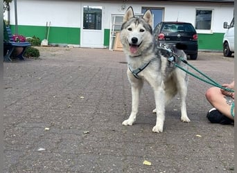 Reyla, Husky, geb. 2022, Husky Fans gesucht