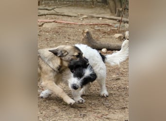 Herziger KELVIN sucht Kuschelpartner fürs Leben